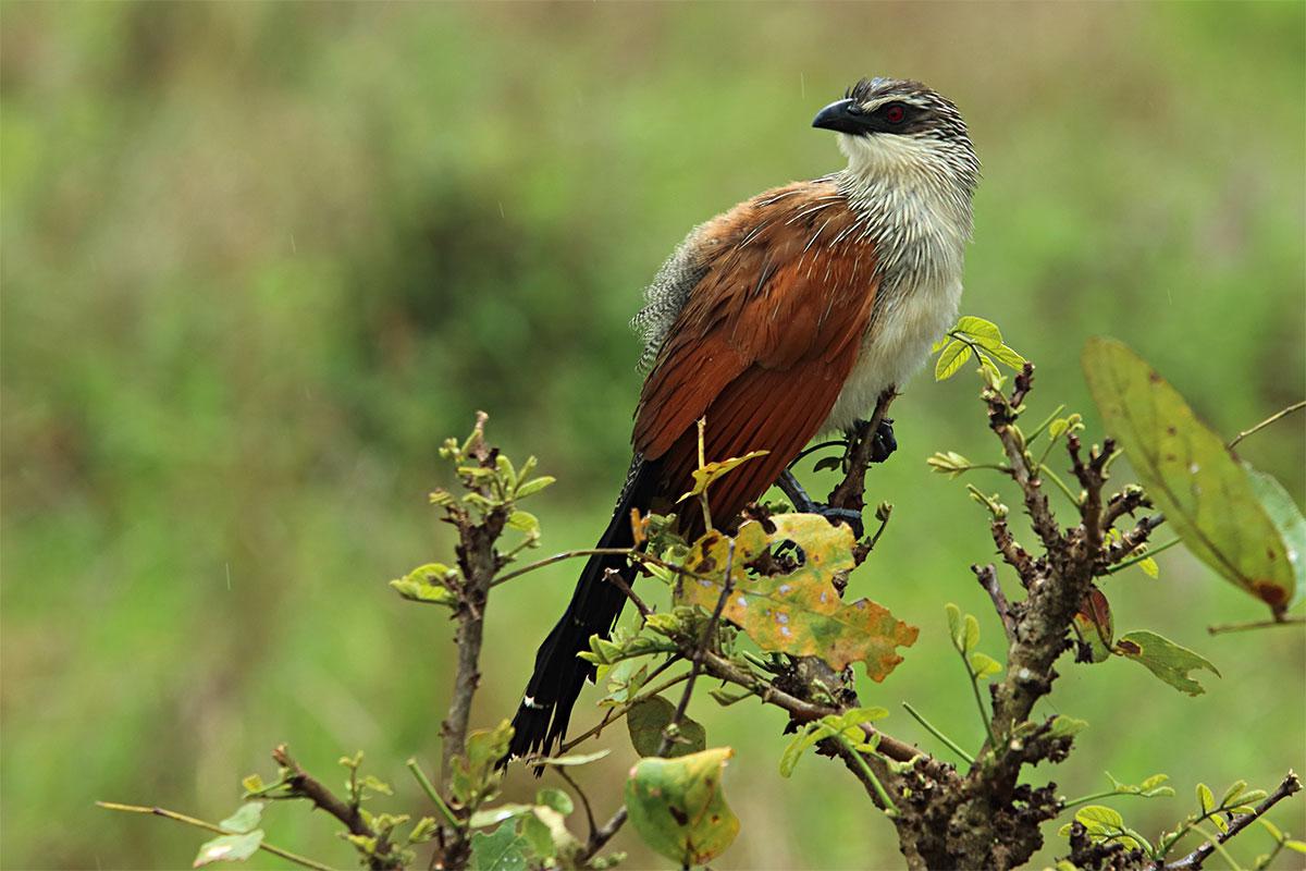 Coucal à sourcils blancs