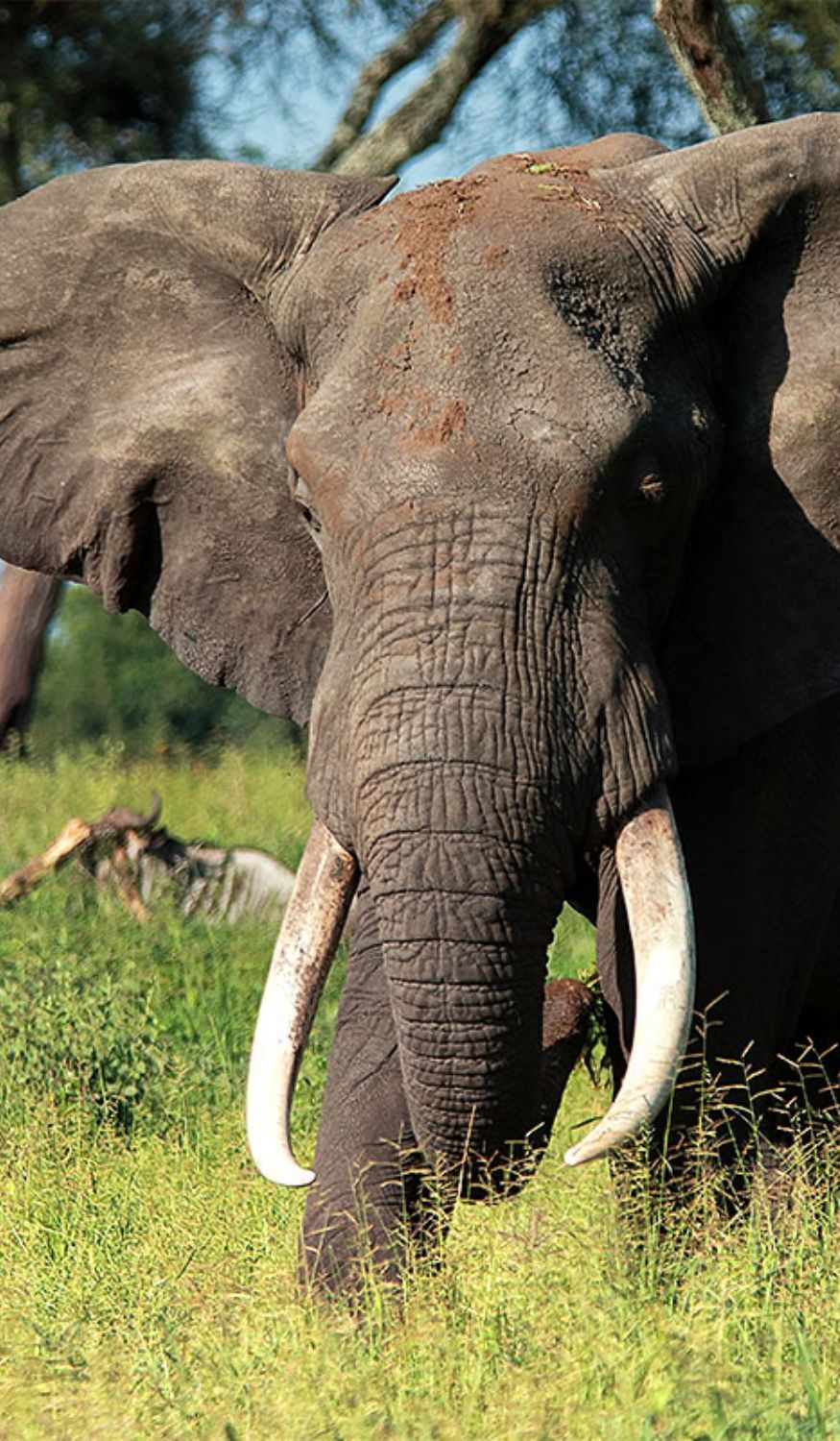 Éléphant mâle solitaire à Tarangire