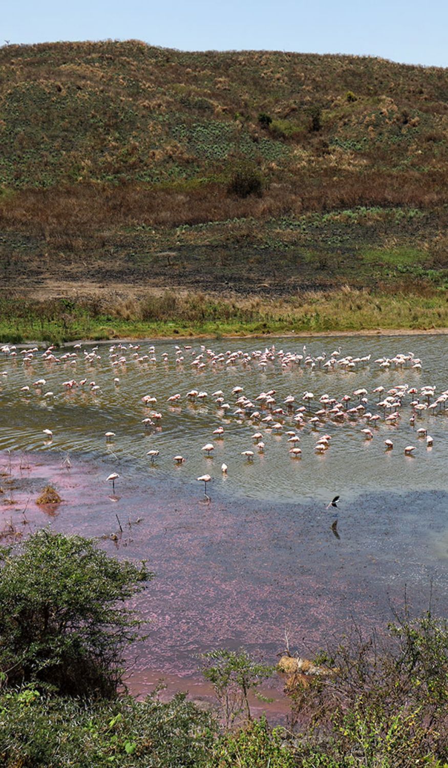 Les flamants dans le parc national d'Arusha