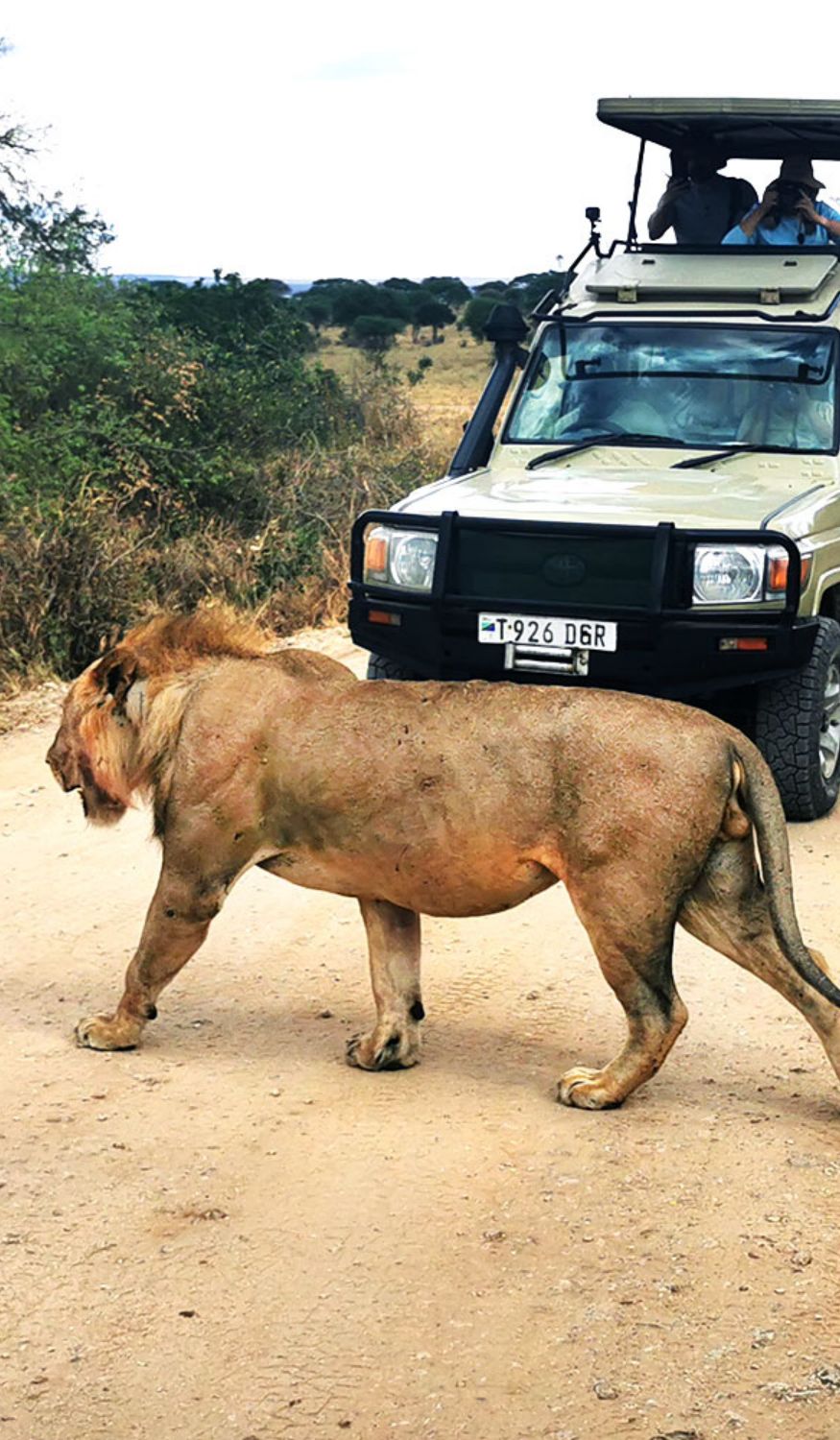 Lion à Tarangire